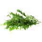 CURRY LEAVES INDIA 1kg