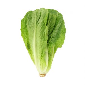 Lettuce Iran 1KG Approx Weight